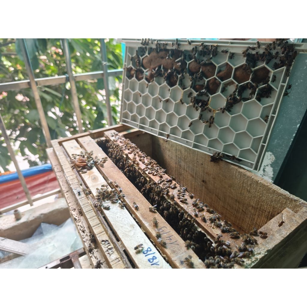 Cầu bo phấn kèm vách ngăn ong nội - Ảnh 3