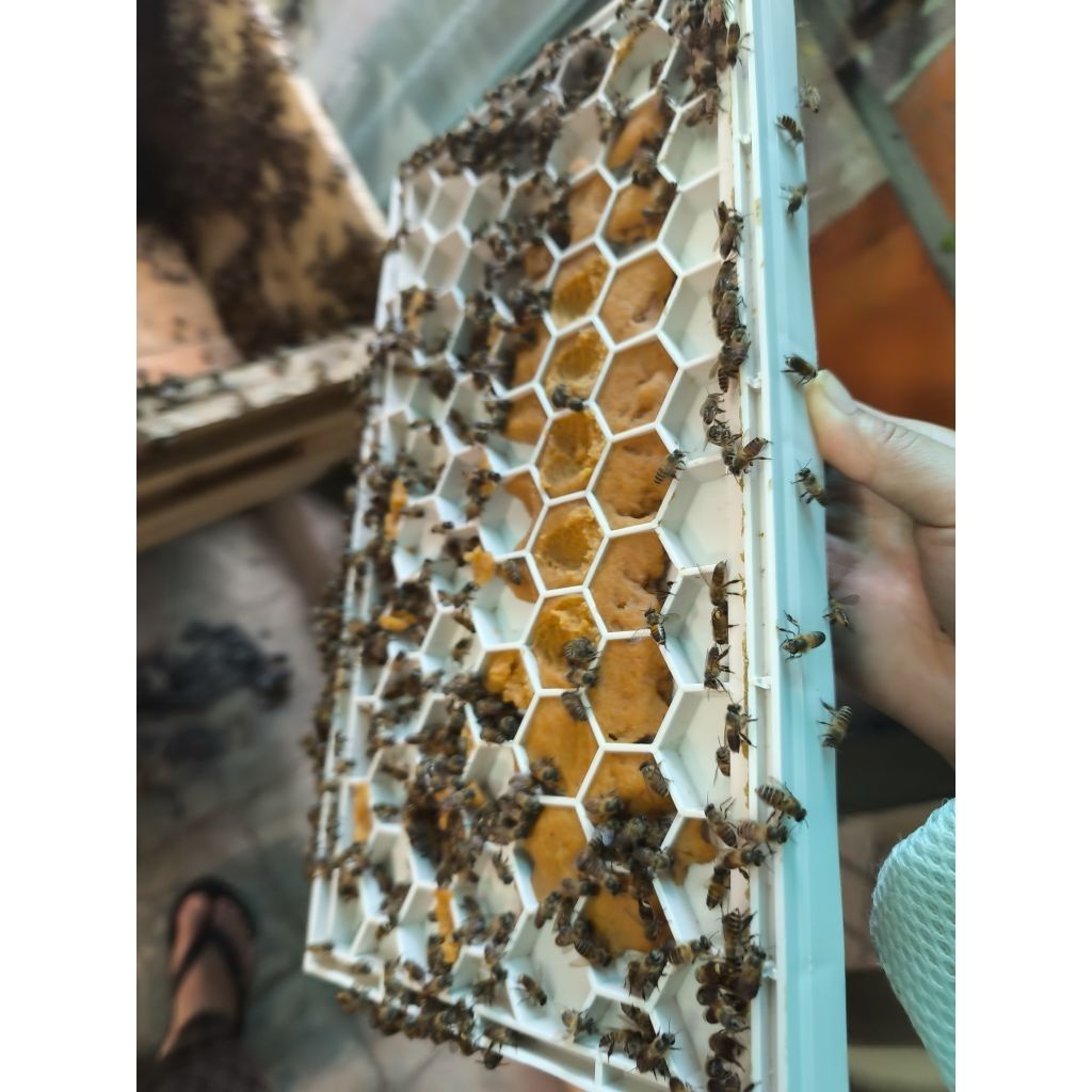 Cầu bo phấn kèm vách ngăn ong nội - Ảnh 6